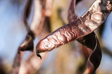 Carob pods on an evergreen tree Carob from the bean family, originally from the Mediterranean.