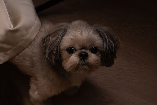 photo of a shih tzu dog looking at the camera