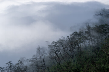 Obraz na płótnie Canvas scenery in the fog in sapa lao cai
