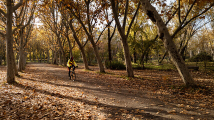 Cyclist pedals in autumn in a path with trees