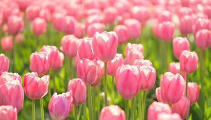 Fototapeta premium beautiful pink Tulips flowers in garden, natural sunny background. Gentle floral image. spring season concept. template for fesign