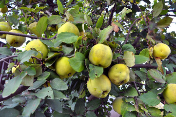 Quince (Cydonia oblonga) ripens on the branch of the bush