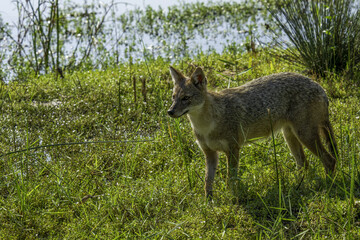 black backed jackal