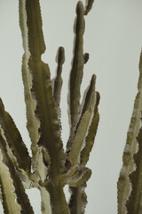 Cactus on white background