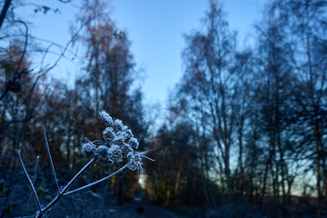 Frozen berries in light snow against a blurry background