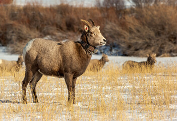 Big Horn Sheep