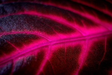 Close up of viva magenta leaf background. Viva magenta background. Details of Iresine herbstii...