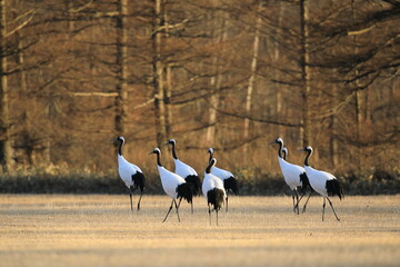 北海道鶴居村　タンチョウ鶴