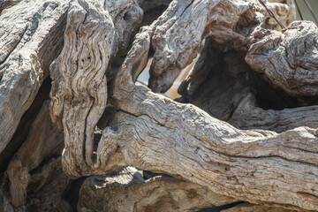 bark of a tree