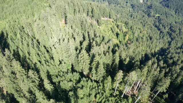 Gesunder, grüner Fichtenwald im Sommer in den Bergen. 