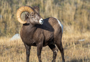 Big Horn Sheep