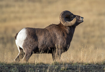 Big Horn Sheep