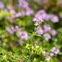 Thyme flowers and leaves close-up in a forest
