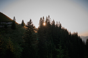 Sunrise in the mountains. The sun's rays break through the branches of the fir trees