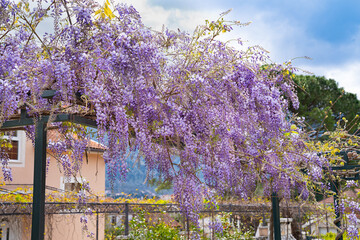 Close-up of blooming wisteria on steel beams