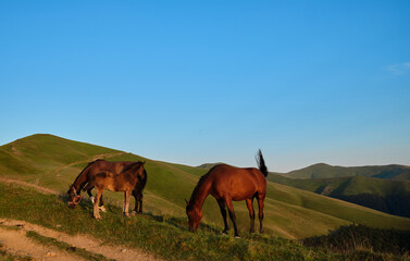 Fototapeta na wymiar Horses graze on the meadow during sunset in romanian mountains