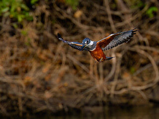 Ringed Kingfisher in flight, diving for the fish