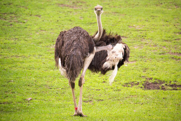 Ostrich cleaning his wings on the grass