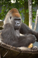 Obraz premium Silverback gorilla standing on a bridge in a zoo
