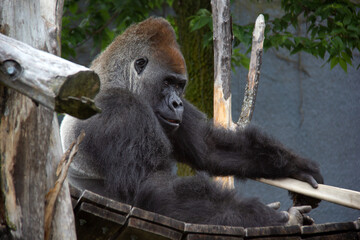 Silverback gorilla standing on a bridge in a zoo