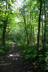 Fototapeta na wymiar Footpath in the forest on summer