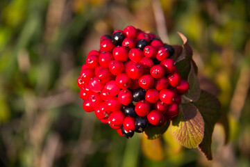 Little red berries on a bush