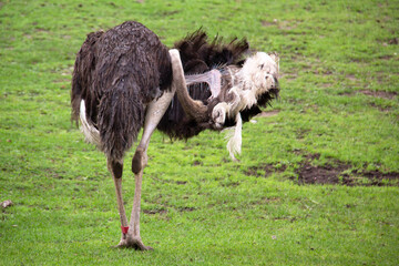 Ostrich cleaning his wings on the grass