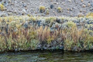 Obraz na płótnie Canvas Sage grows along the banks of the Owens River near the Pleasant Valley Dam at Bishop, California, USA