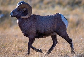 Big Horn Sheep