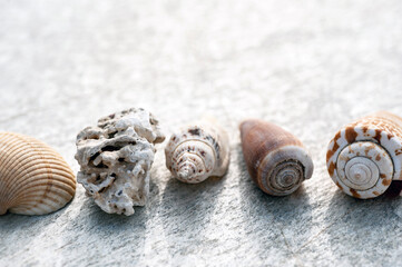 Ocean Elements still life photography. Seashells photographed in natural light on stone. 