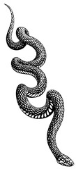 Black and white snake. Isolated monochrome illustration of a dangerous and venomous snake. A reptile of the scaly snake family. 