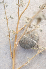 Desert Botanical still life photography. 