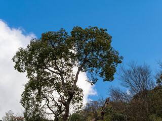 Fototapeta na wymiar 青空と樹木の背景素材