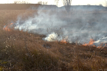 Dry grass burning on field during day close-up. Burning dry grass in field. Flame, fire, smoke, ash, dried grass. Smoking wild fire. Ecological disaster, environment, climate change, ecology pollution