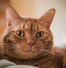 Red tabby cat portrait with a direct glaze