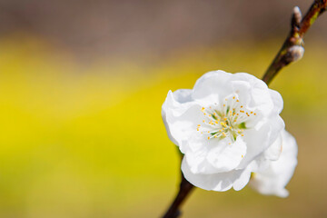 Obraz premium 白い桃の花 