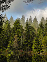 forest in the mountains