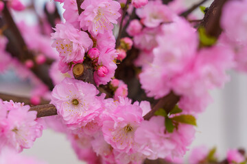 Blossoming sakura tree flower with selective focus on blurred background. Defocused backdrop copy space