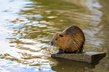 Nutria on the banks of the Vltava river in Prague the capital of the Czech Republic. Urban...