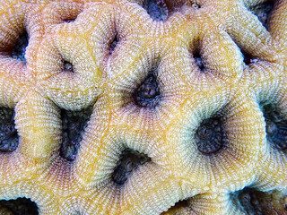 Goniastrea LPS macro coral photography