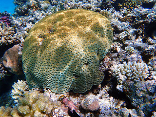Goniastrea LPS macro coral photography