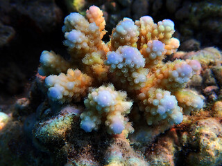 Plakat Underwater scenes on Acropora SPS coral colony into the sea