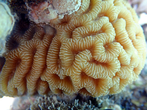 Amazing brain shape LPS coral - Platygyra spp.