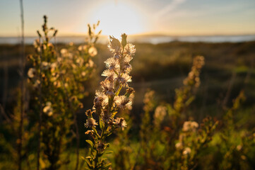 а flowering plants at sunset
