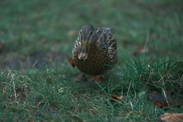 pheasant in the grass