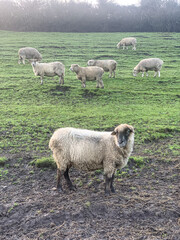 Sheep on the field. Sheep eating grass in a field landscape scene. Scenic view of trees in a green field with sheep grazing on grass.