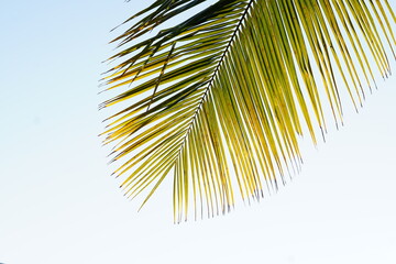 Coconut leaves on a white background