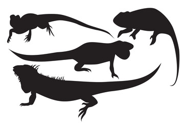 Vector illustration of iguana. Iguana silhouette. Reptiles that have a wattle on the jaw