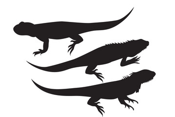 Vector illustration of iguana. Iguana silhouette. Reptiles that have a wattle on the jaw