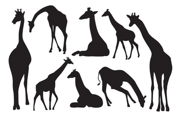 Giraffe vector silhouette. Long neck animal. Wild animals in the safari park